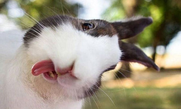 24-photos-animaux-pas-en-leur-faveur-une