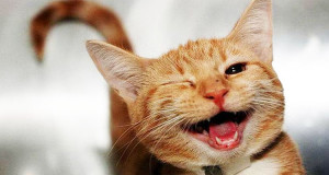 30-animaux-plein-de-joie-qui-vont-vous-donner-le-sourire-pour-toute-la-journee-une