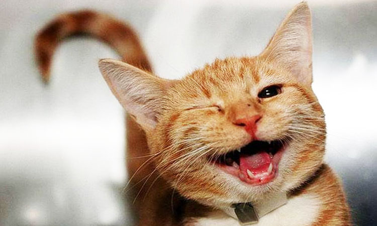 30-animaux-plein-de-joie-qui-vont-vous-donner-le-sourire-pour-toute-la-journee-une