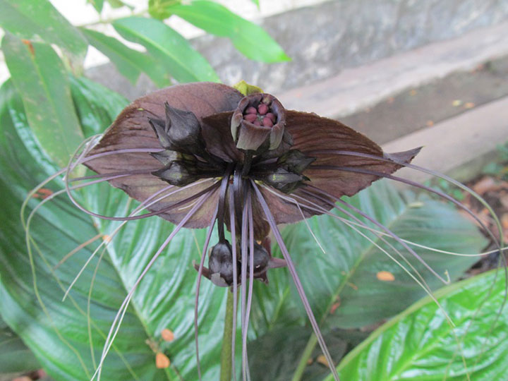 8-plantes-fascinantes-que-vous-croirez-venues-dune-autre-planete11