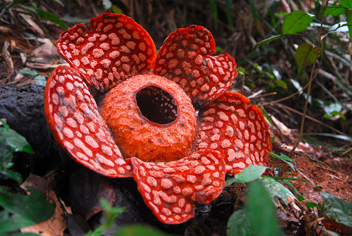 8-plantes-fascinantes-que-vous-croirez-venues-dune-autre-planete2