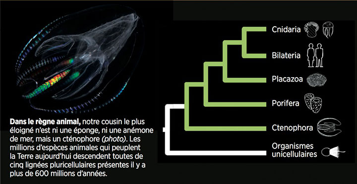 cnetophore-premier-organisme1