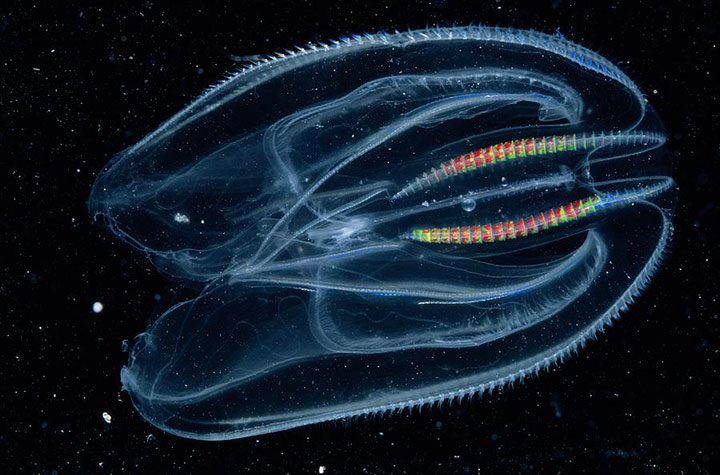 cnetophore-premier-organisme2