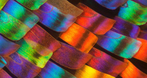 decouvrez-la-beaute-insoupconnees-des-ailes-de-papillons-a-travers-de-magnifiques-cliches-macroscopiques-une