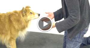 decouvrez-les-reactions-hilarantes-et-attendrissantes-de-ces-chiens-face-a-des-tours-de-magie-une