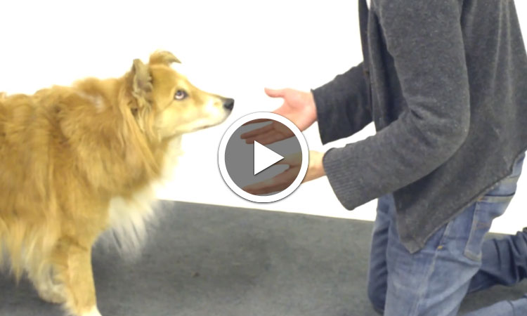 decouvrez-les-reactions-hilarantes-et-attendrissantes-de-ces-chiens-face-a-des-tours-de-magie-une