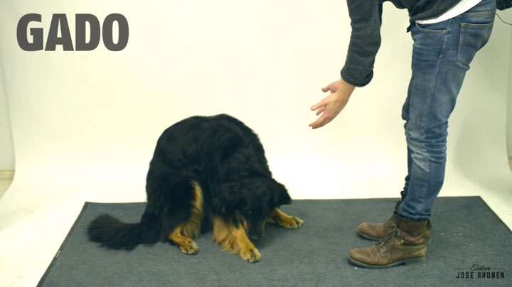 decouvrez-les-reactions-hilarantes-et-attendrissantes-de-ces-chiens-face-a-des-tours-de-magie2