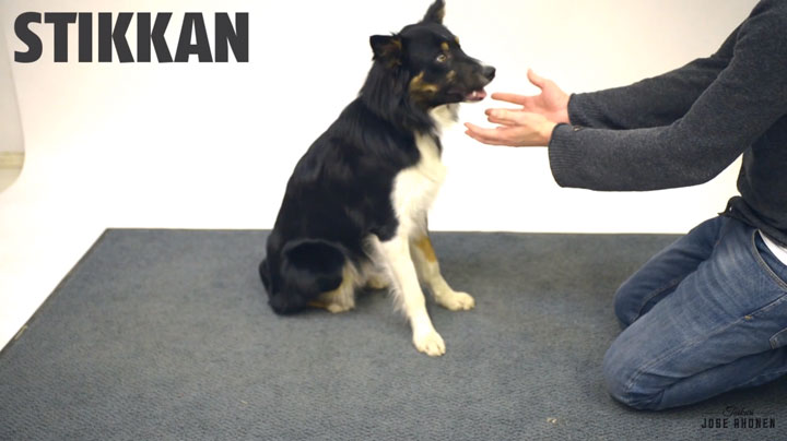 decouvrez-les-reactions-hilarantes-et-attendrissantes-de-ces-chiens-face-a-des-tours-de-magie3