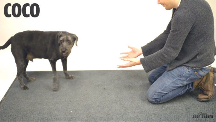 decouvrez-les-reactions-hilarantes-et-attendrissantes-de-ces-chiens-face-a-des-tours-de-magie4