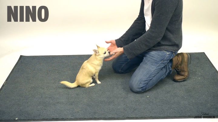 decouvrez-les-reactions-hilarantes-et-attendrissantes-de-ces-chiens-face-a-des-tours-de-magie5