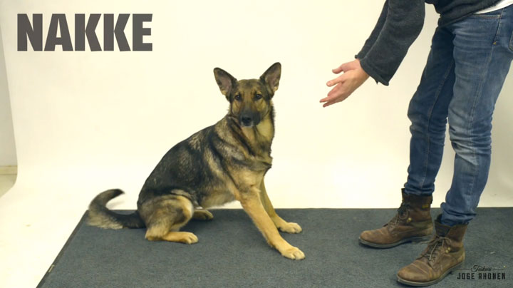 decouvrez-les-reactions-hilarantes-et-attendrissantes-de-ces-chiens-face-a-des-tours-de-magie6