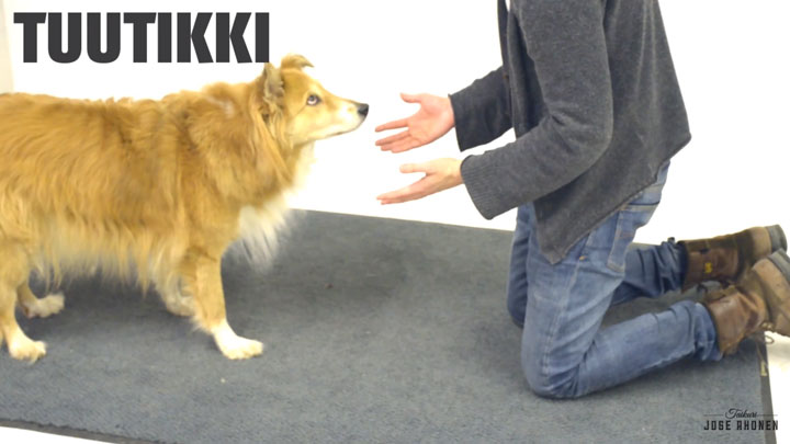 decouvrez-les-reactions-hilarantes-et-attendrissantes-de-ces-chiens-face-a-des-tours-de-magie7