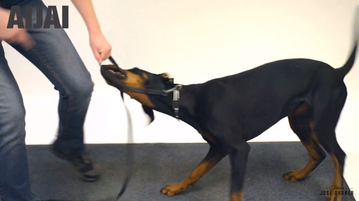 decouvrez-les-reactions-hilarantes-et-attendrissantes-de-ces-chiens-face-a-des-tours-de-magie8