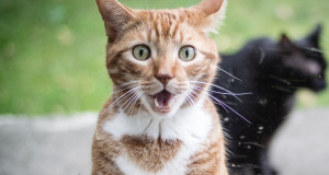 kittyo-chat-distance-une