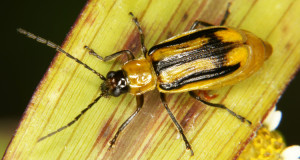 le-chasseur-devient-le-chasse-un-insecte-evolue-pour-manger-du-mais-ogm-empoisonne-une