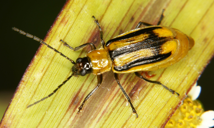 le-chasseur-devient-le-chasse-un-insecte-evolue-pour-manger-du-mais-ogm-empoisonne-une