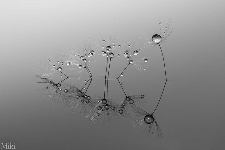 miki-asai-macro-photo12