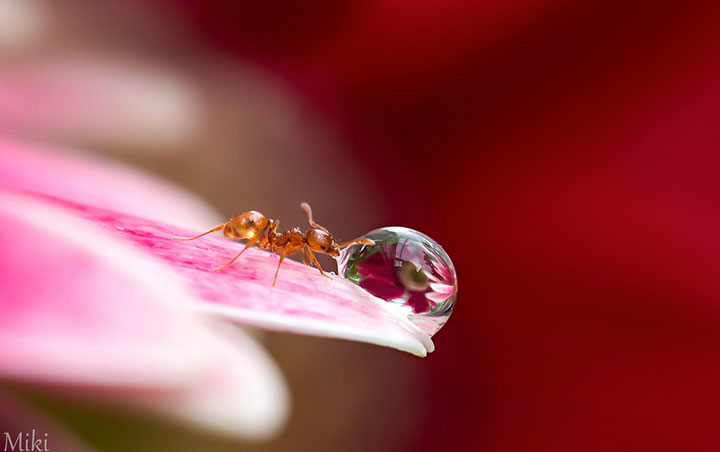 miki-asai-macro-photo16