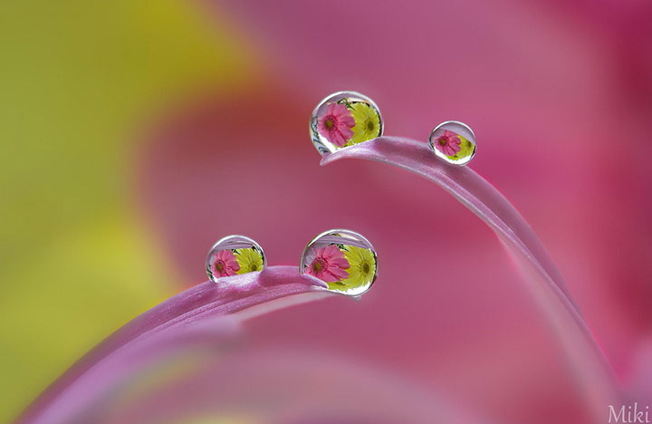 miki-asai-macro-photo17