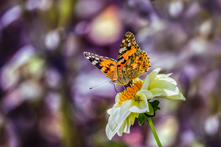 miki-asai-macro-photo19