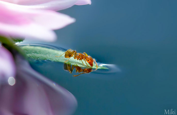 miki-asai-macro-photo2