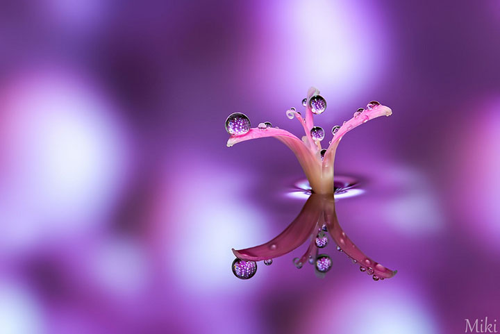 miki-asai-macro-photo21