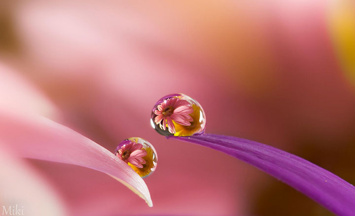 miki-asai-macro-photo24