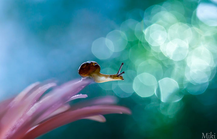 miki-asai-macro-photo26