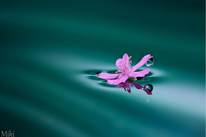 miki-asai-macro-photo28