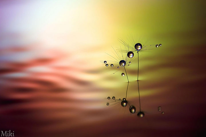 miki-asai-macro-photo29