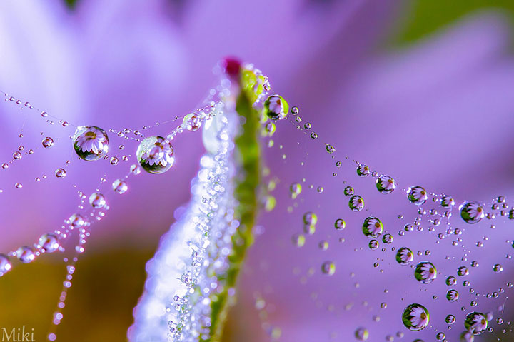 miki-asai-macro-photo3