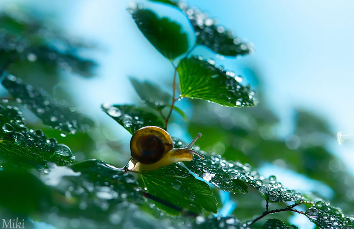 miki-asai-macro-photo4