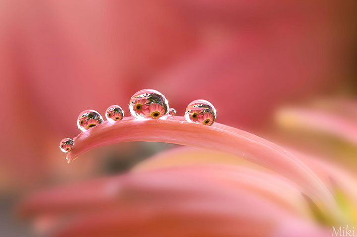 miki-asai-macro-photo5