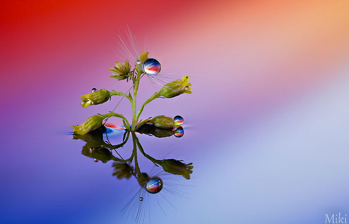 miki-asai-macro-photo6