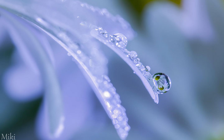 miki-asai-macro-photo7