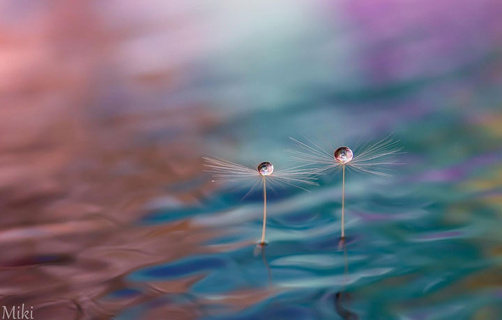 miki-asai-macro-photo9