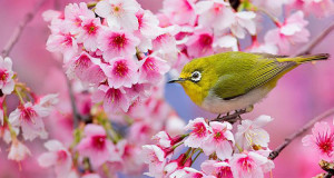profitez-dun-peu-de-serenite-en-contemplant-ces-cerisiers-en-fleurs-marquant-le-renouveau-du-printemps-au-japon-une
