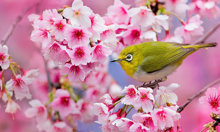 profitez-dun-peu-de-serenite-en-contemplant-ces-cerisiers-en-fleurs-marquant-le-renouveau-du-printemps-au-japon-une