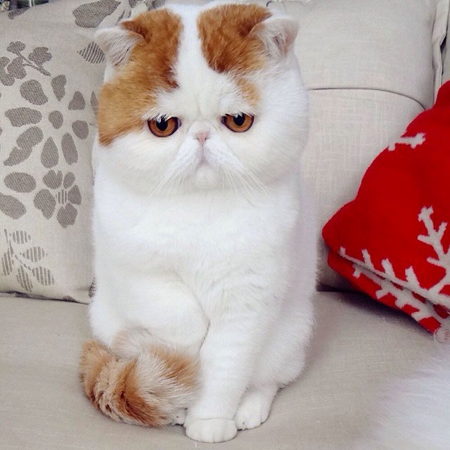 retrospective-historique-comment-les-chats-ont-conquis-linternet-mondial-2