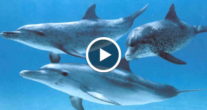 un-pas-de-geant-franchi-pour-comprendre-le-langage-des-dauphins-un-ordinateur-a-traduit-un-premier-mot-une