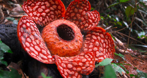 une-plante-autre-planete