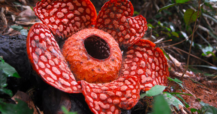 une-plante-autre-planete