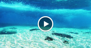 water-un-court-metrage-qui-rend-hommage-aux-oceans-a-travers-une-jolie-exploration-sous-marine-une