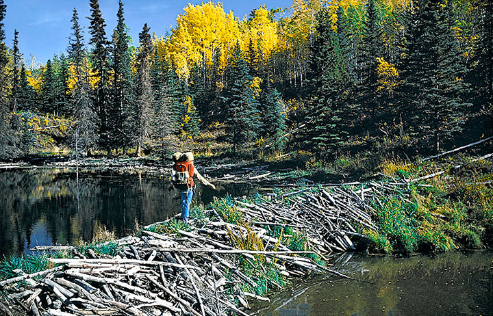 animal-construction-habitat10