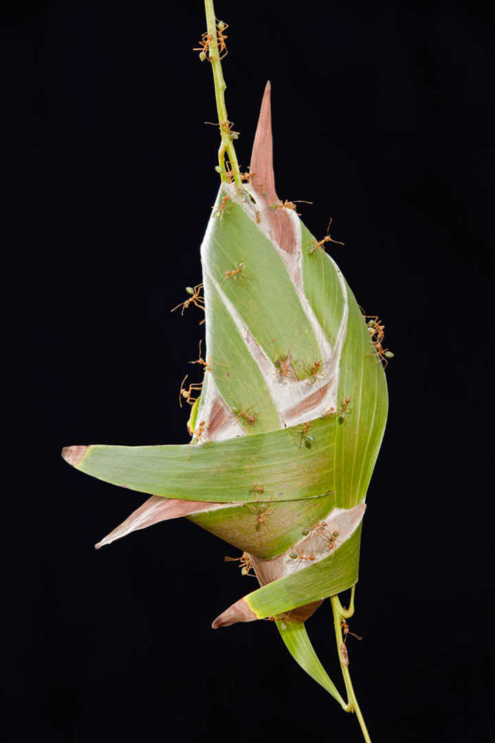 animal-construction-habitat3-1