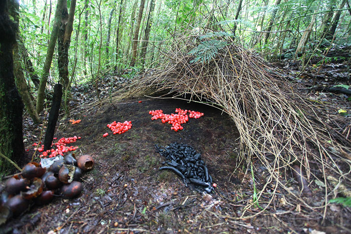 animal-construction-habitat4-1