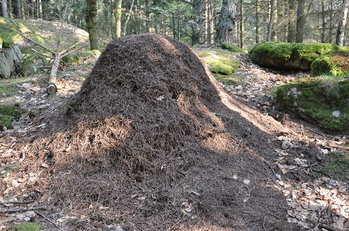 animal-construction-habitat5-1