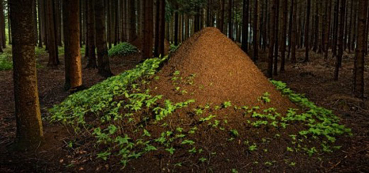 animal-construction-habitat5