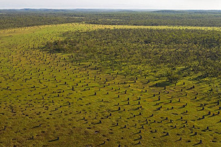 animal-construction-habitat6-1