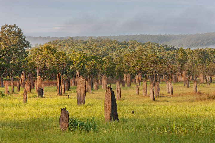 animal-construction-habitat6